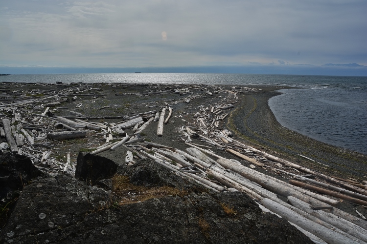 driftwood